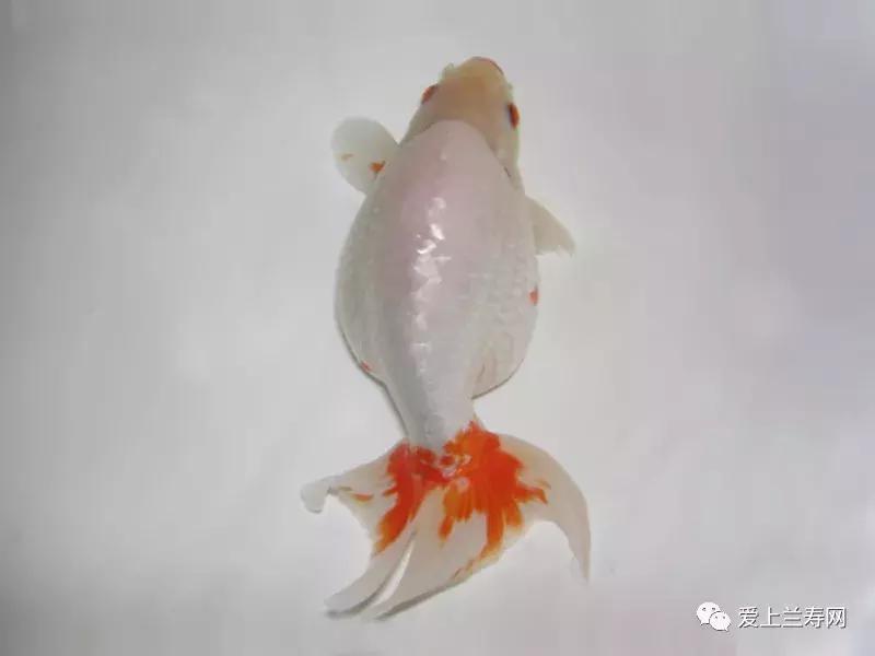 日本金鱼品种大全,日本东京金鱼多少钱一条