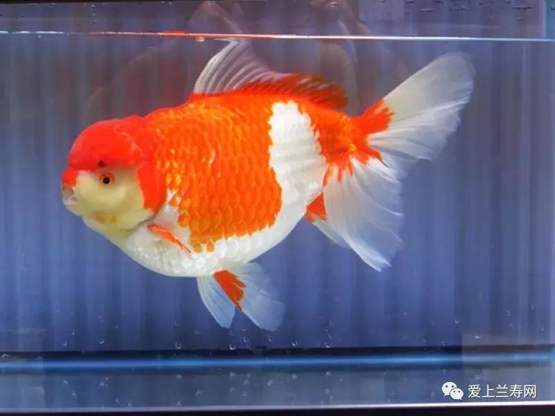 日本土佐金鱼图片大全,日本金鱼品种大全