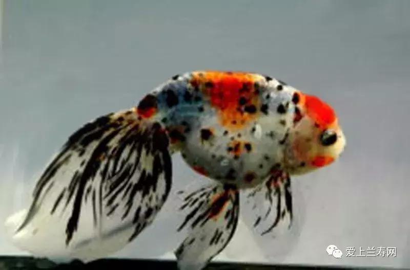 日本土佐金鱼图片大全,日本金鱼品种大全