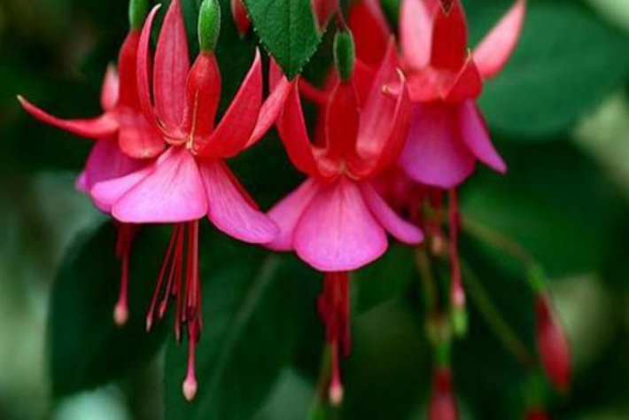 倒挂*钟金**ll彩燕翻飞欲向空，曼妙多姿醉*钟金**