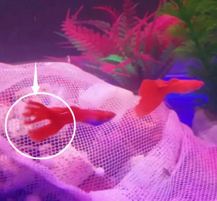 孔雀鱼尾巴开叉可以剪吗,孔雀鱼尾巴开叉了怎么恢复