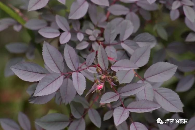 这座暗黑花园，不仅酷，还防涝