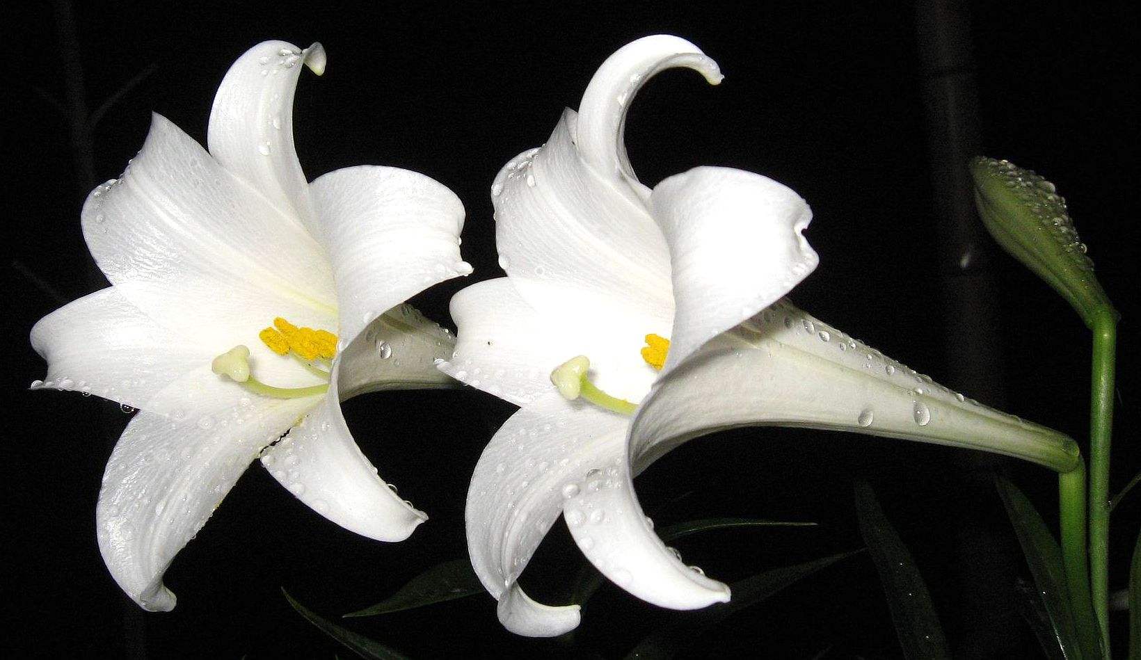 百合花冬天怎么管理,夏季开过的百合花如何管理