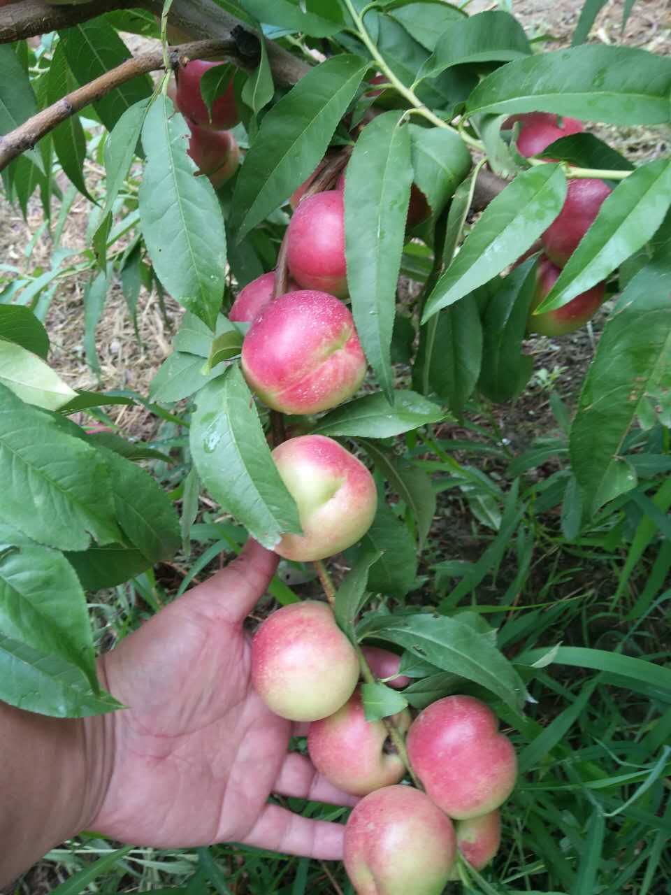 枣油桃产地优点,枣油桃产品介绍