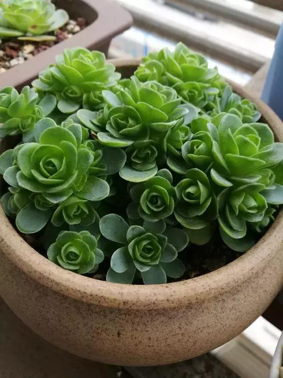 绿萝吊兰怎么养才能开花,比绿萝吊兰还好养的5种花