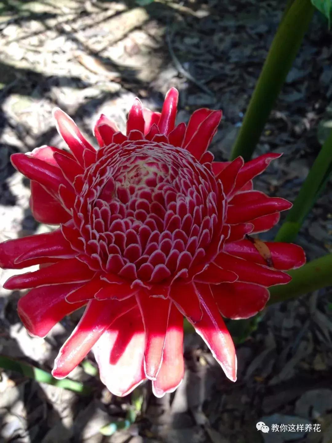 绿萝吊兰怎么养才能开花,比绿萝吊兰还好养的5种花