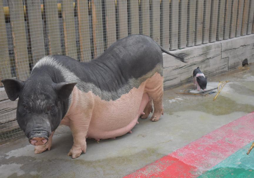 萌宠小香猪乐园,遵义小香猪