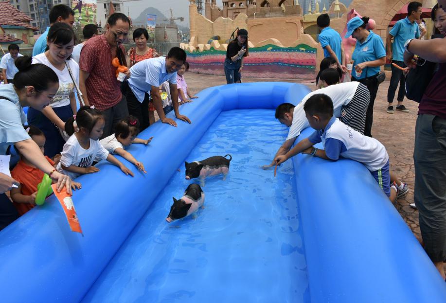 萌宠小香猪乐园,遵义小香猪
