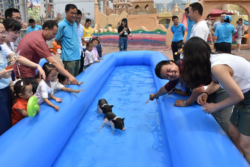 萌宠小香猪乐园,遵义小香猪