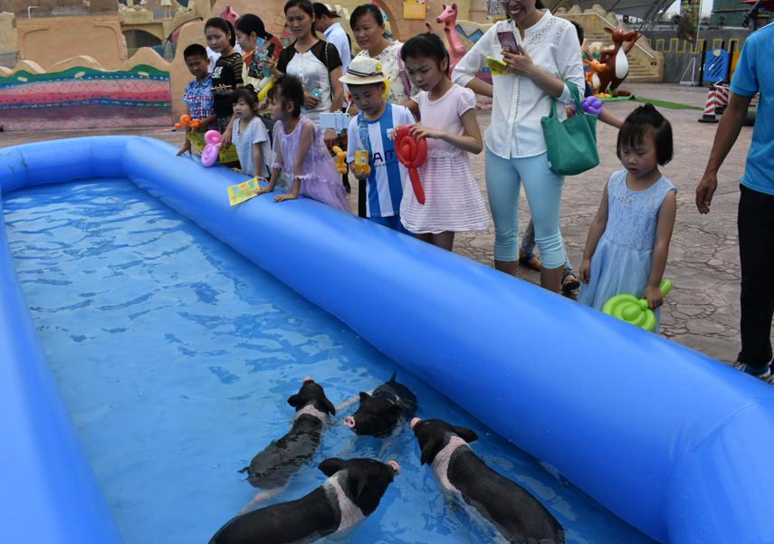 萌宠小香猪乐园,遵义小香猪