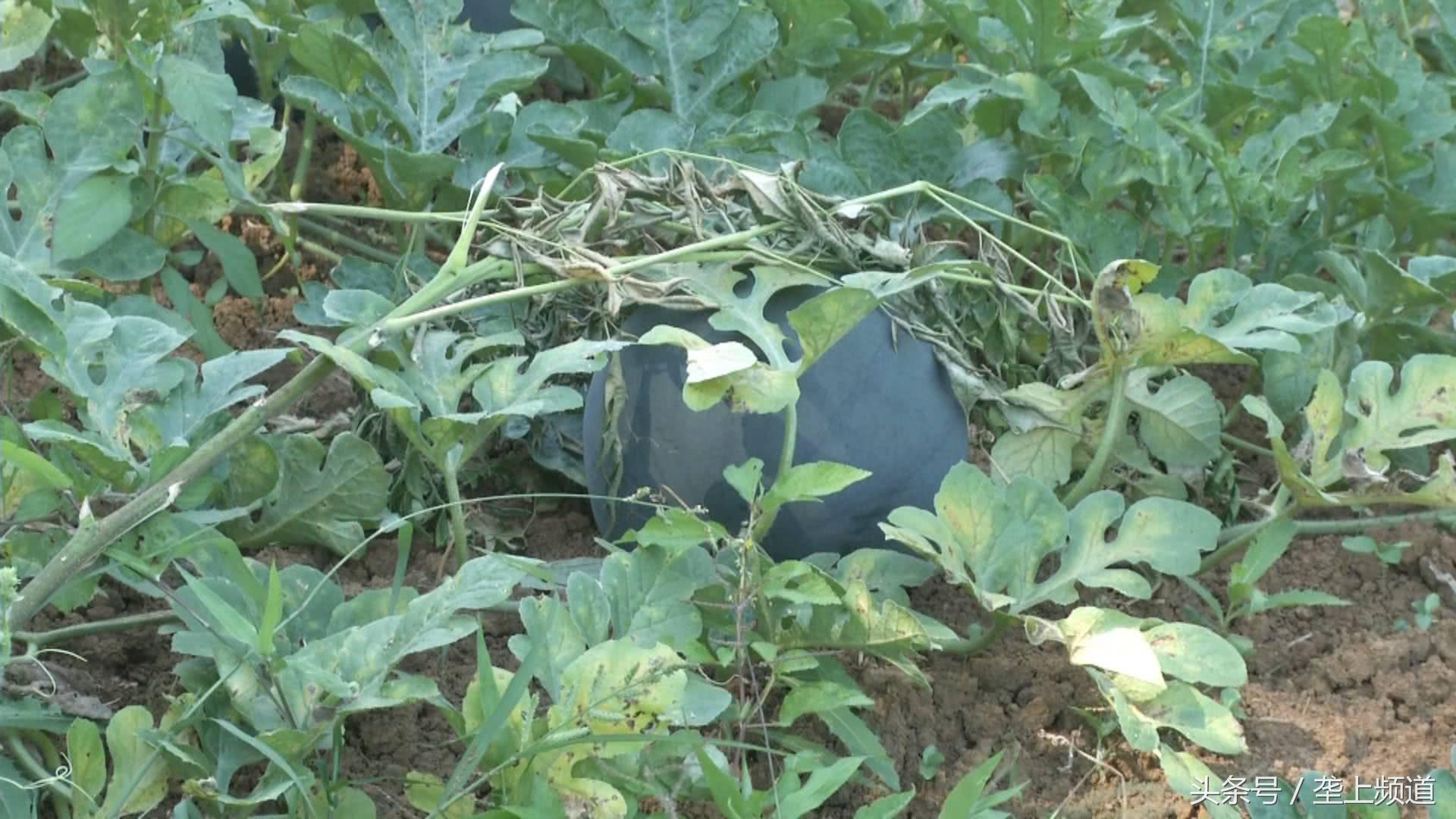 黄瓤西瓜出售哪里比较多,官庄湖黄瓤西瓜多少钱一斤