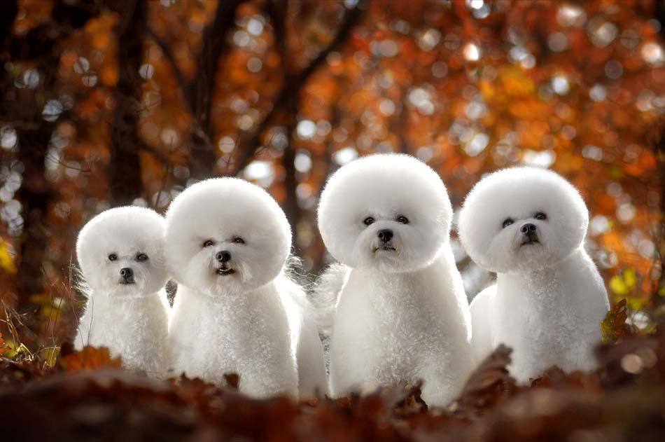 比熊犬主人回家听到车声就乱叫,终于知道狗为什么是急性子