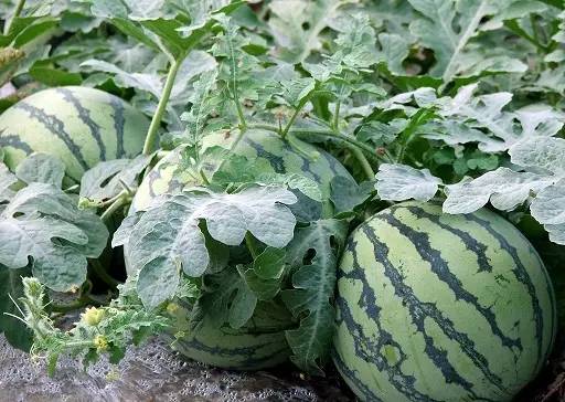 万能药芸苔素内酯,芸苔素内酯可以连续用吗
