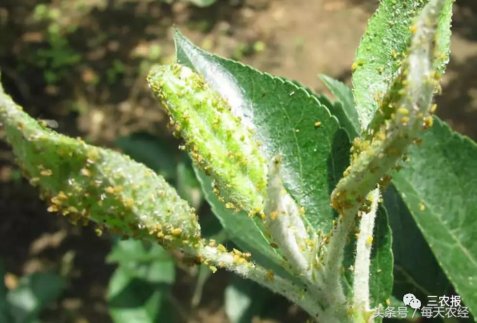 桃树虫害汇总，不看后悔！「上篇」
