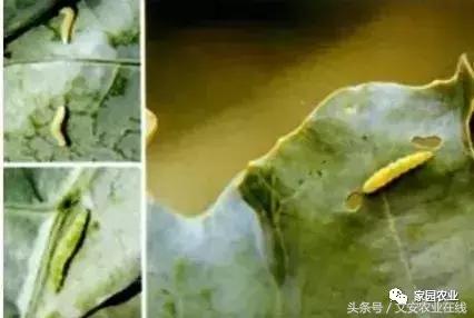 五种诱捕蔬菜害虫的技术措施,蔬菜常见的害虫有哪些