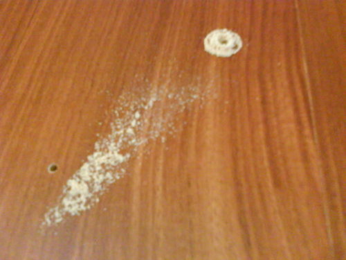 木蠹虫的克星,家里木板有白蚁怎么消灭