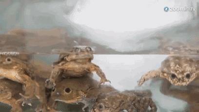 不可思议的重口味饮品：青蛙榨汁、蟑螂制奶？