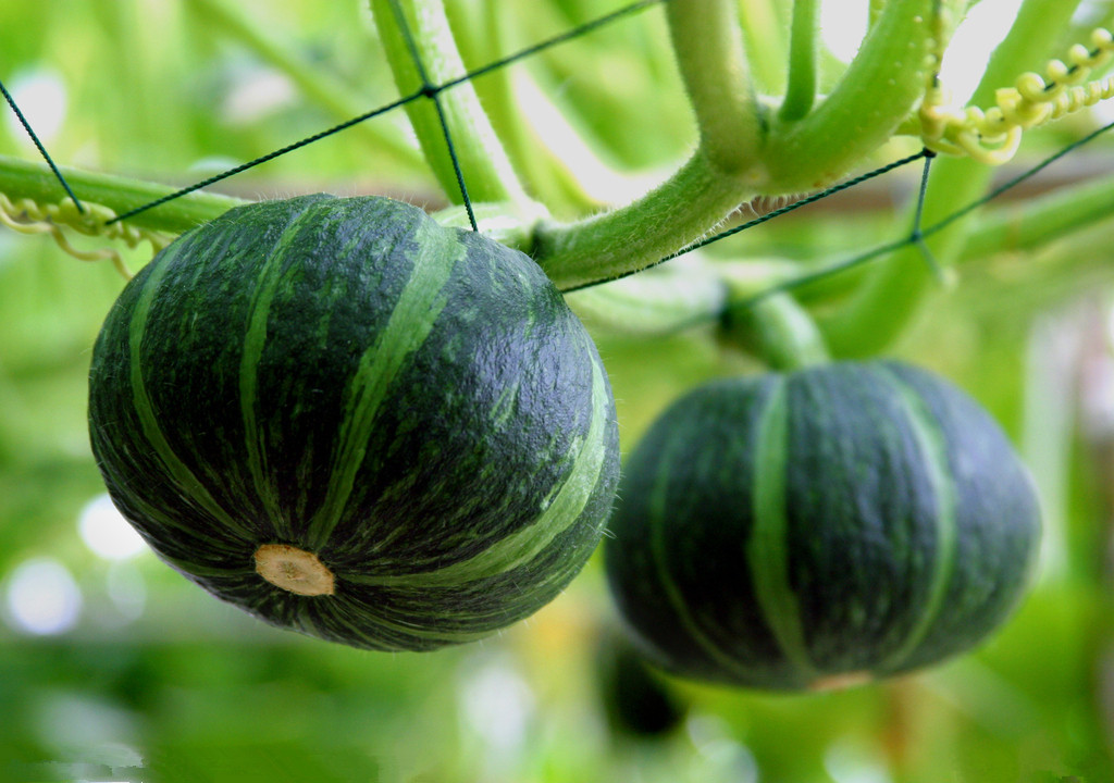 南瓜怎么管理才肯结果不掉果,南瓜落果的解决办法