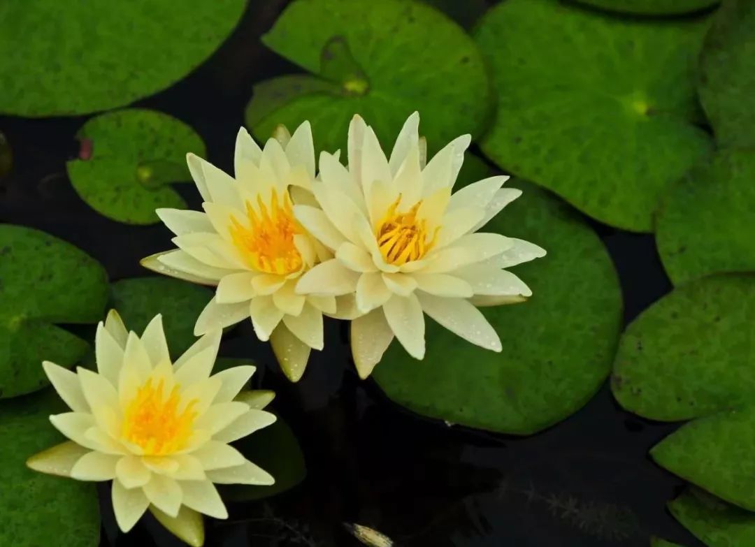 在白洋淀除了赏荷花还能干嘛,白洋淀之外还有什么淀