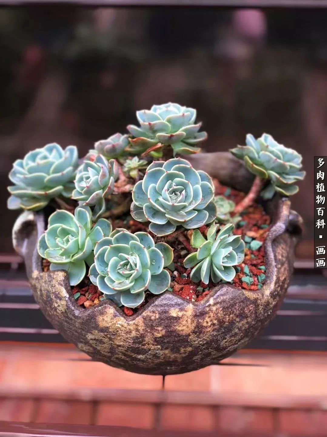 鍒氬ソ閬囪浣犵編濂虫埛澶栫増,鍒氬ソ閬囪澶氳倝