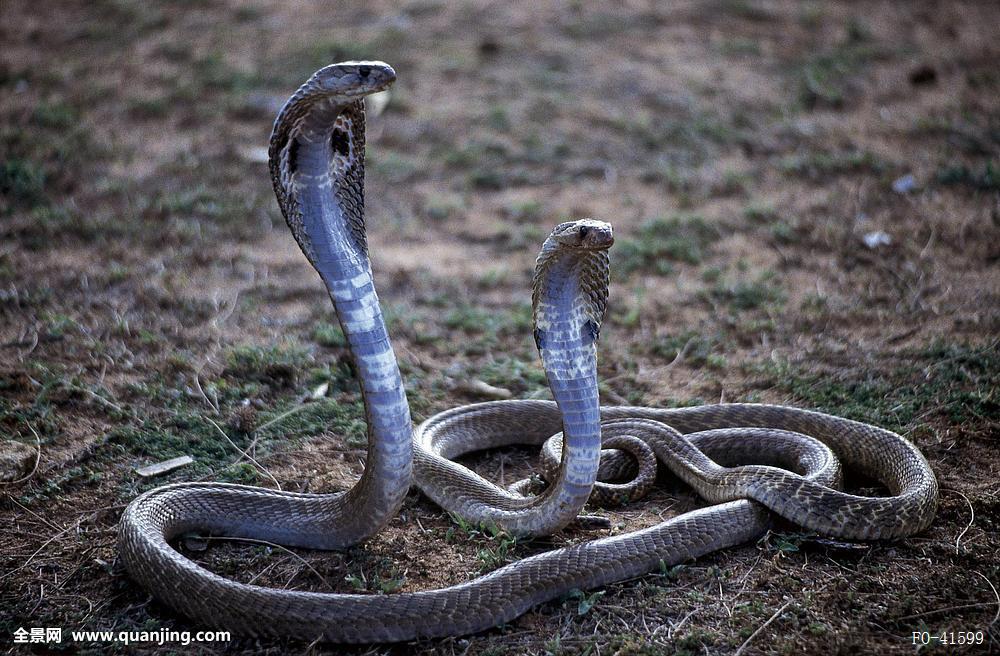 心理学梦见蛇代表什么,心理学梦到蛇是什么预兆