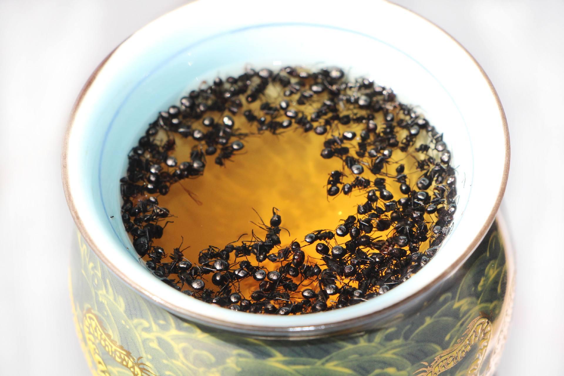 治风湿的蚂蚁,治类风湿的蚂蚁药