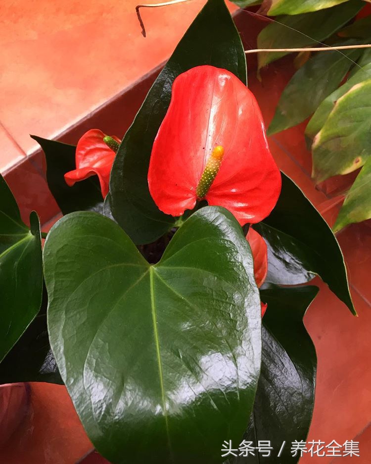 红掌一直掉叶子怎么办,红掌叶子发黄最简单的处理方法
