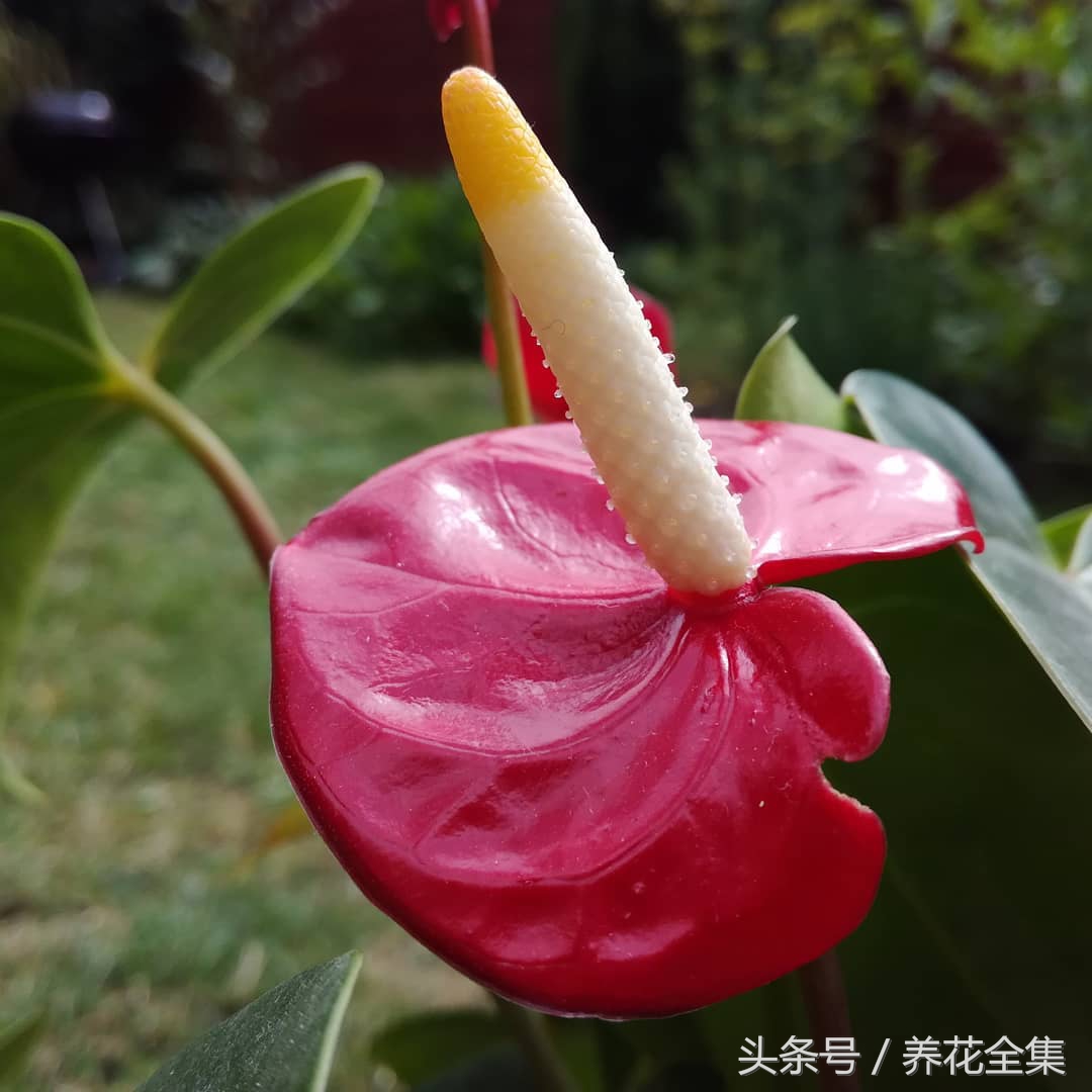 红掌叶子下垂怎么补救,红掌叶子发黄最简单的处理方法