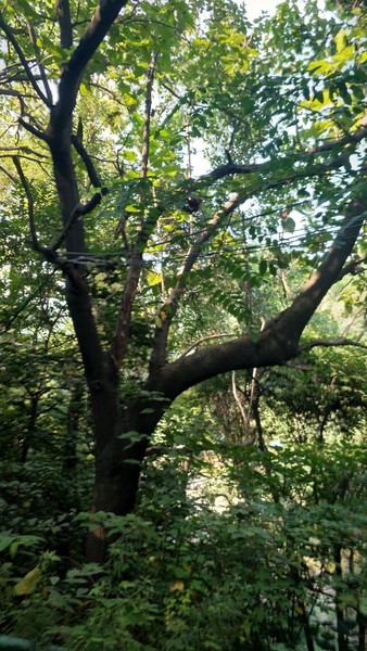 高冠瀑布风景,高冠瀑布游记