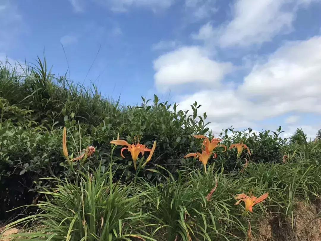 到茶叶市场的感受,到茶园走走