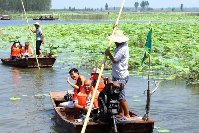 微山湖湿地荷花全景图,微山湖坐船赏荷花
