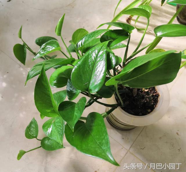 绿萝日常养护和浇水,绿萝的生活习性和养护要点