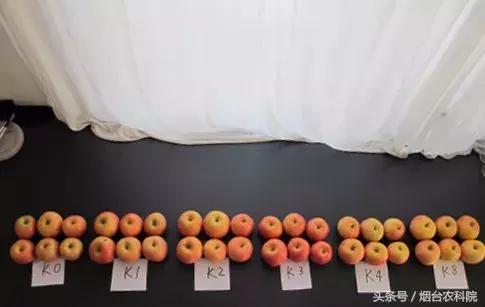 苹果表皮发黄是怎么回事,苹果表面发白怎么回事