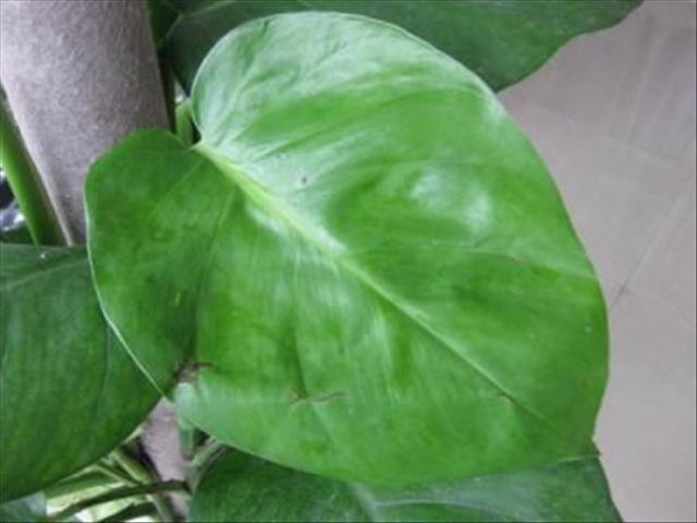 大叶绿萝的栽培方法和技术,大叶绿萝怎么种植方法和注意事项