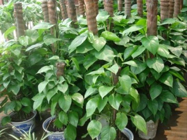 大叶绿萝的栽培方法和技术,大叶绿萝怎么种植方法和注意事项