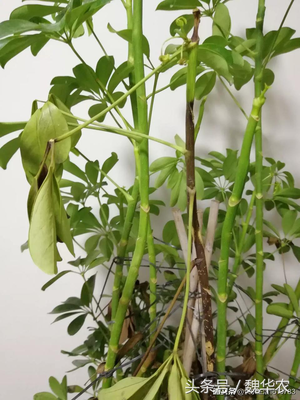 鸭掌木叶片脱落厉害,鸭掌木出现叶子发黑脱落怎么救治