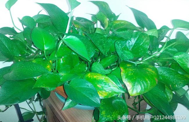 家里的绿萝有异味怎么办,卫生间养绿萝去异味吗