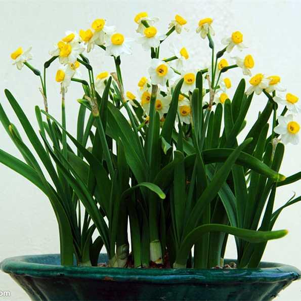 如何养出好看的水培植物,植物椰子水培怎么养护视频