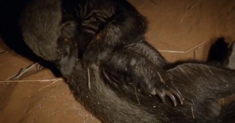 “非洲一霸”平头哥，作为动物界杠把子，它只怕物理伤害！涨姿势