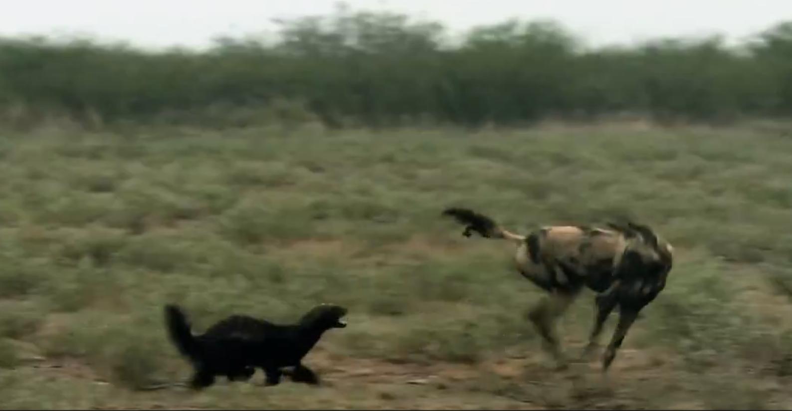 “非洲一霸”平头哥，作为动物界杠把子，它只怕物理伤害！涨姿势