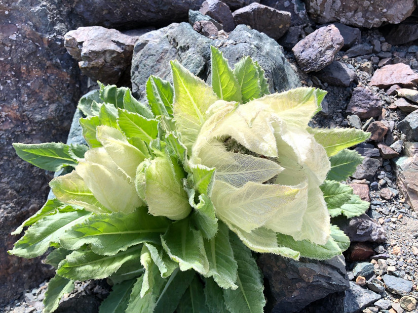 LOWA换军胶,任性博格达——记我跌宕起伏的博格达大环