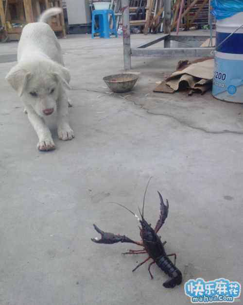 诊断学呼吸音听诊,哮鸣音听诊部位