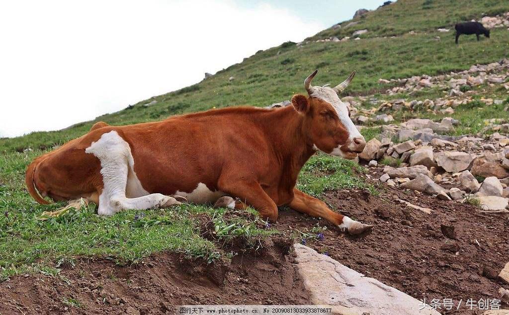 85年出生的属牛人哪年运气最好,73年属牛和85年属牛上下级关系