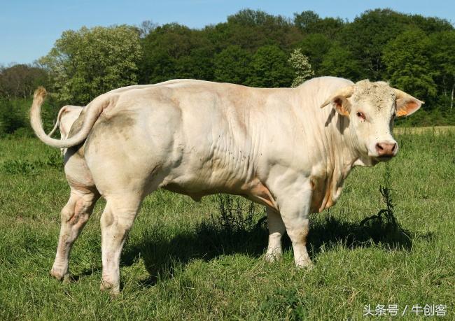 85年出生的属牛人哪年运气最好,73年属牛和85年属牛上下级关系