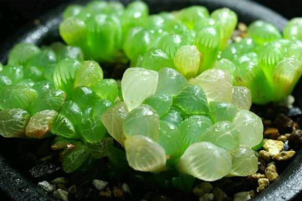 多肉植物的种类和养护技巧,常见多肉植物养护心得