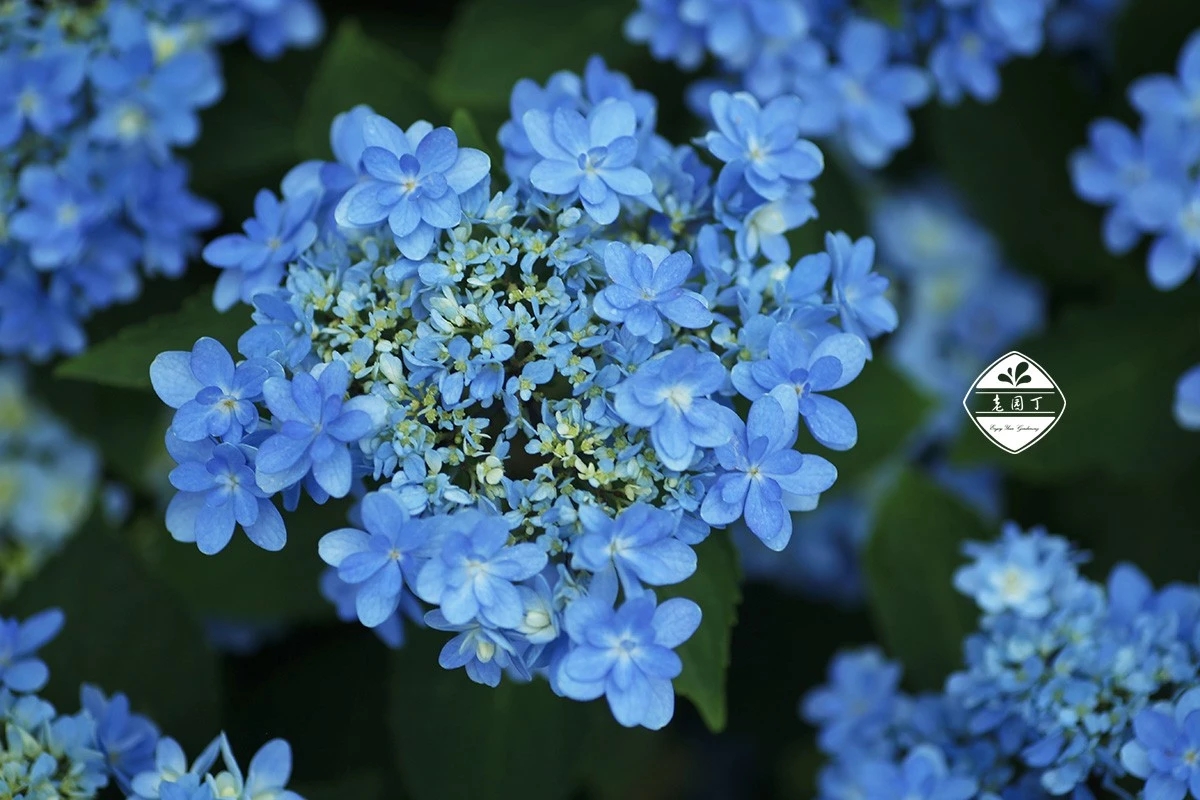 绣球花佳橙怎么样,绣球佳澄特性