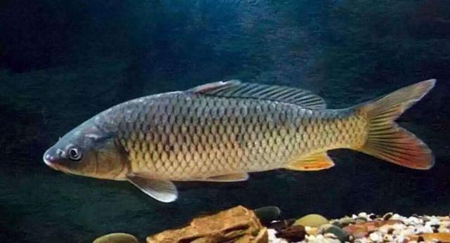 黑坑钓鱼是打窝好还是不打好,钓鱼窝子里有鱼泡但是不吃怎么办