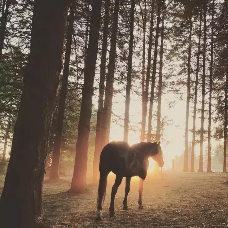 初学者一般都买什么马,如何挑选合适的马