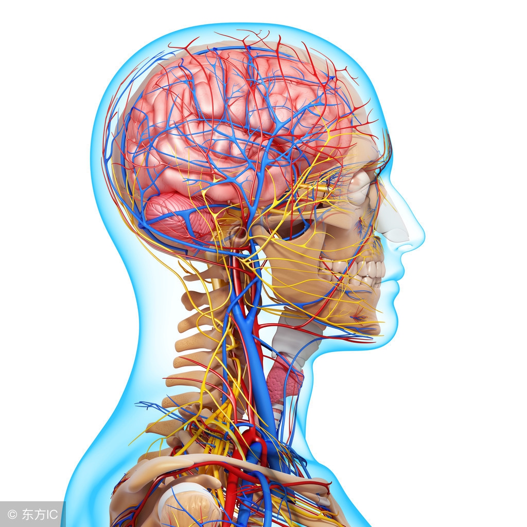 人身体四个地方有青筋,青筋突出警惕四种征兆