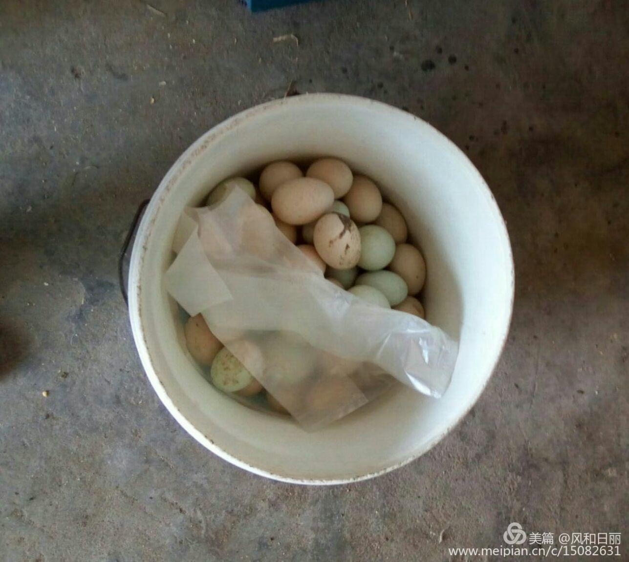 淄川哪有卖散养鸡,淄川三台山散养公鸡